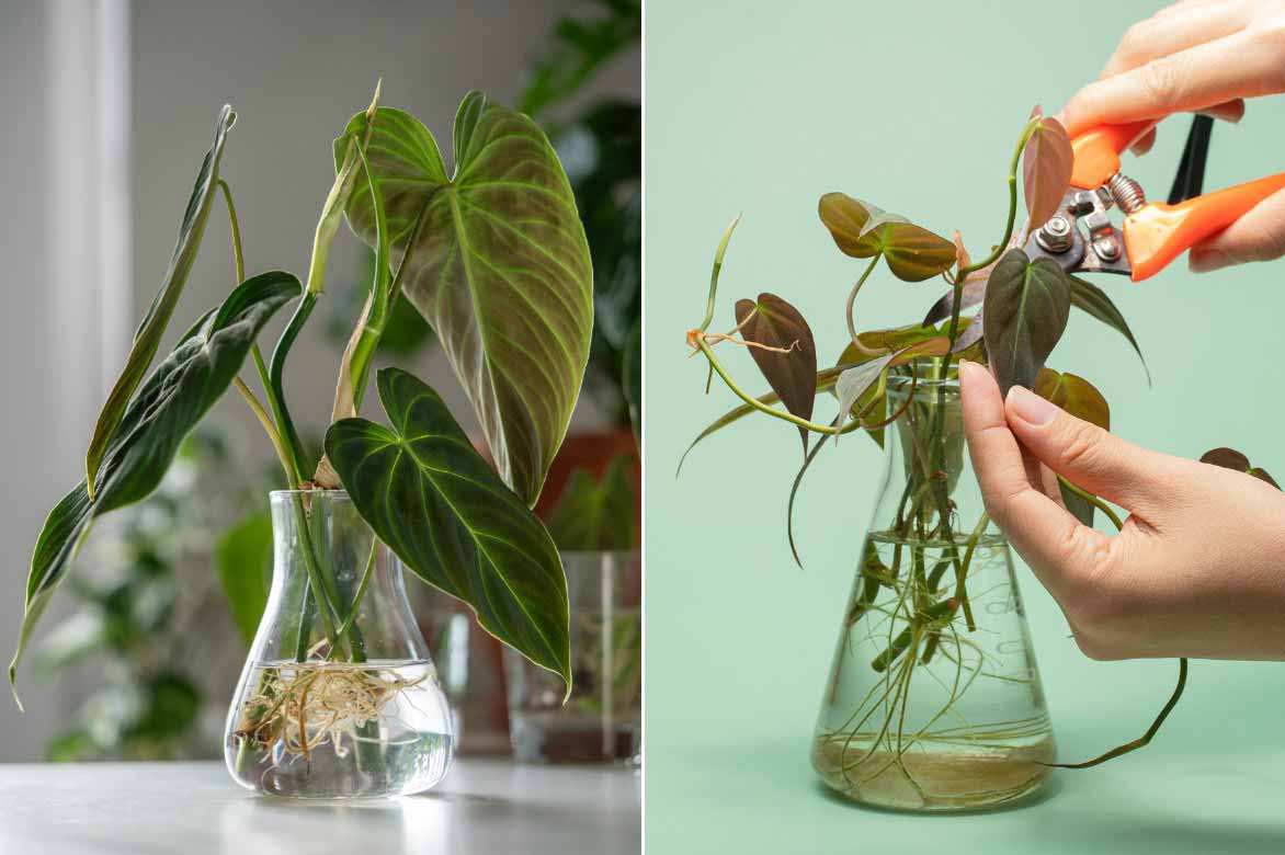 Le bouturage du Philodendron
