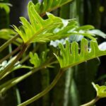 Philodendron : culture, entretien et conseils