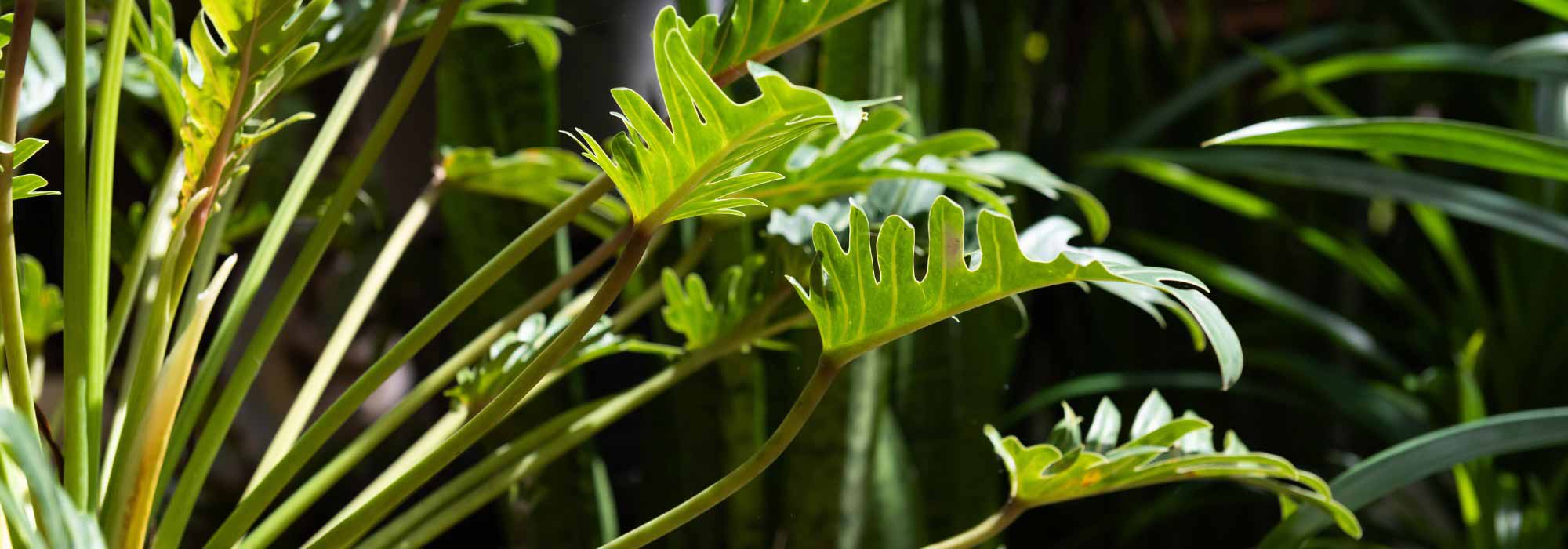 Philodendron : culture, entretien et conseils