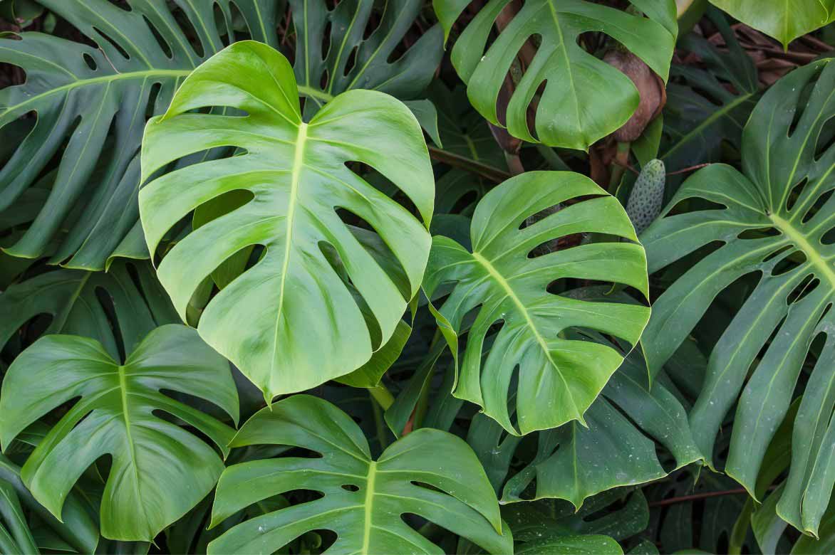 Les grandes feuilles découpées du Monstera