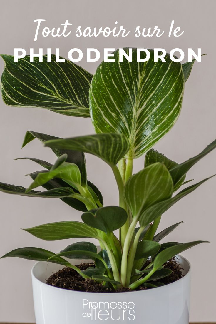 tout savoir sur le Philodendron