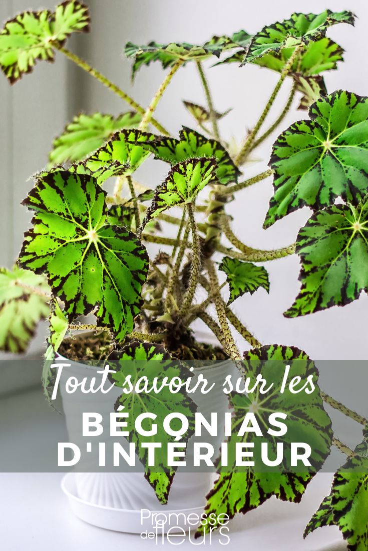 Bégonias d'intérieur : cultiver et entretenir