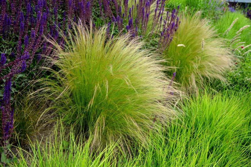 semer des stipa