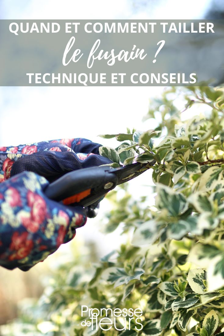 taille de l'Euonymus