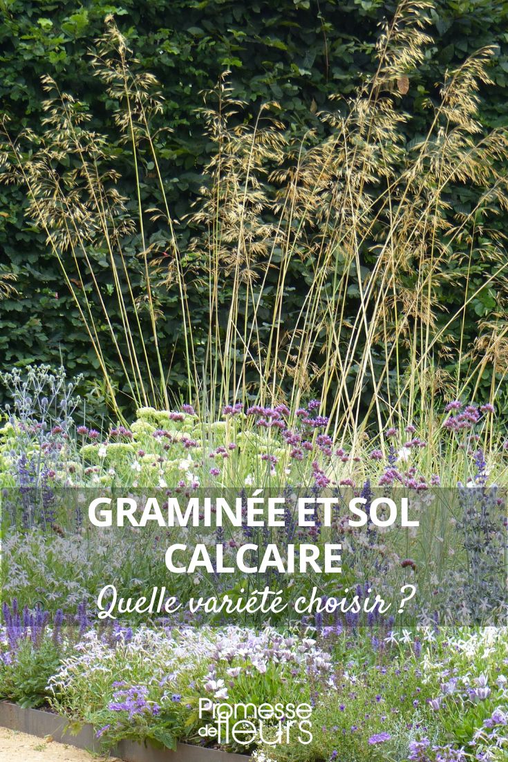 choisir des graminées pour une terre calcaire