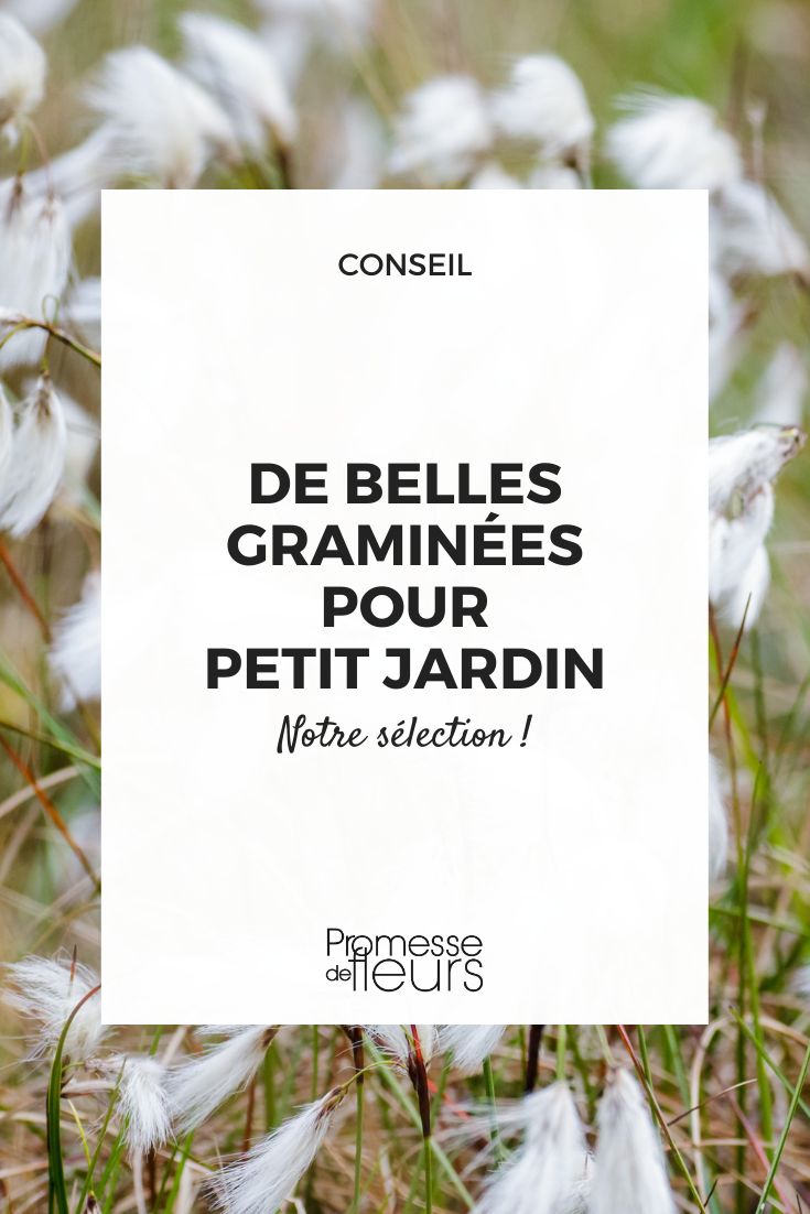 Eriophorum angustifolium