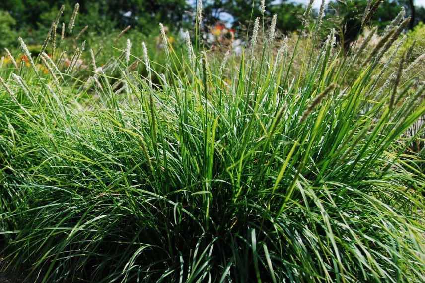 touffe de graminee en floraison