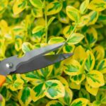 Quand et comment tailler les fusains ?