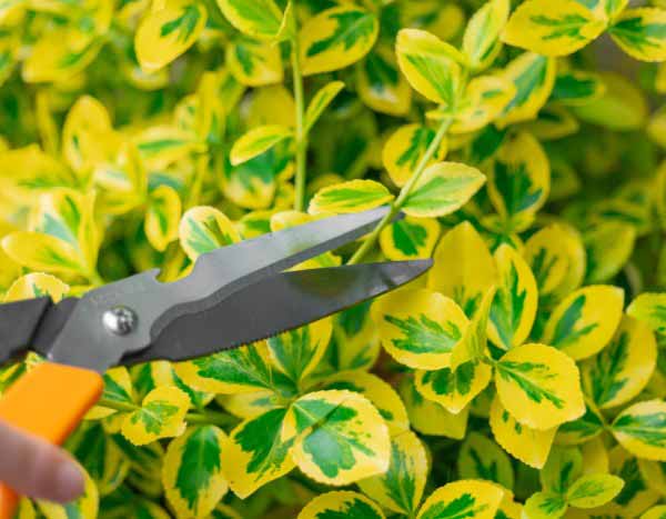 Quand et comment tailler les fusains ?