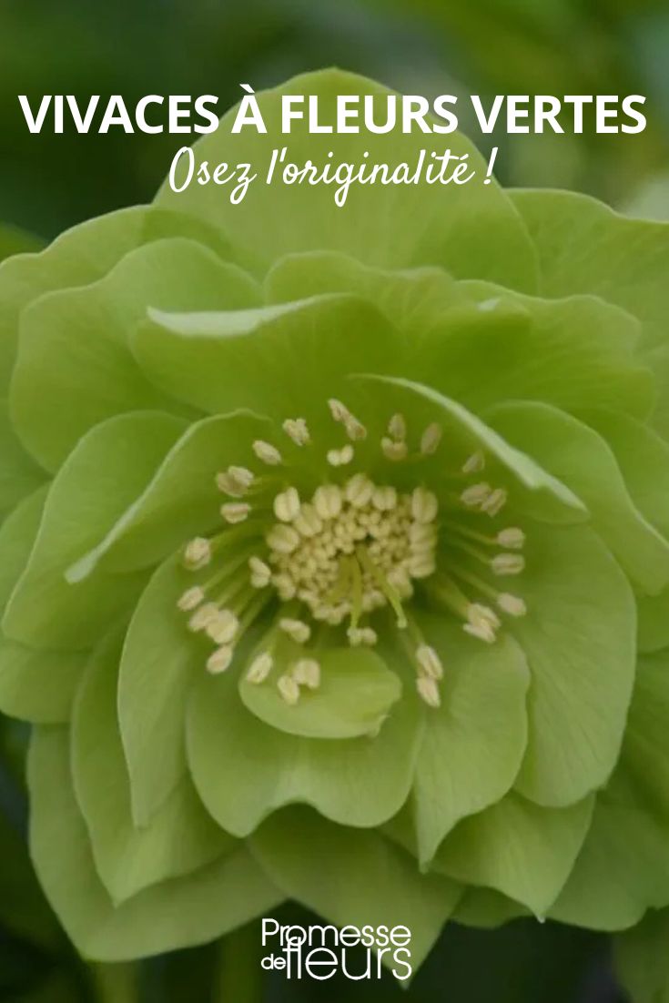 hellebore oriental