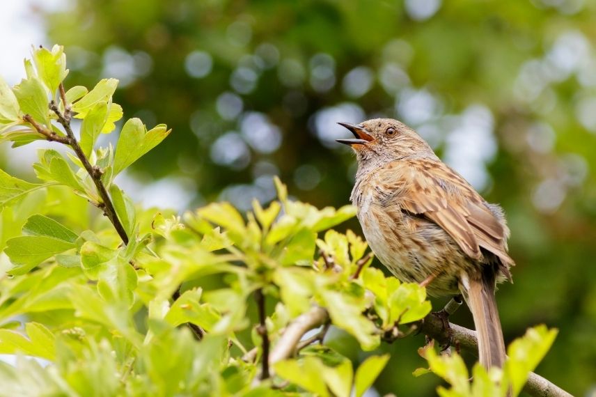 accenteur mouchet habitat