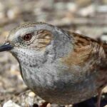 L'Accenteur mouchet : comment accueillir cet oiseau utile dans son jardin ?