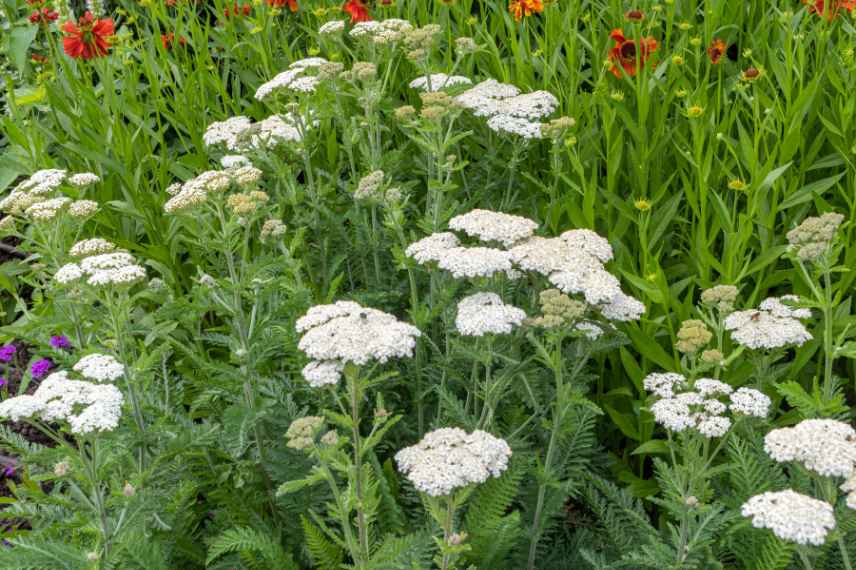 achillee millefeuille