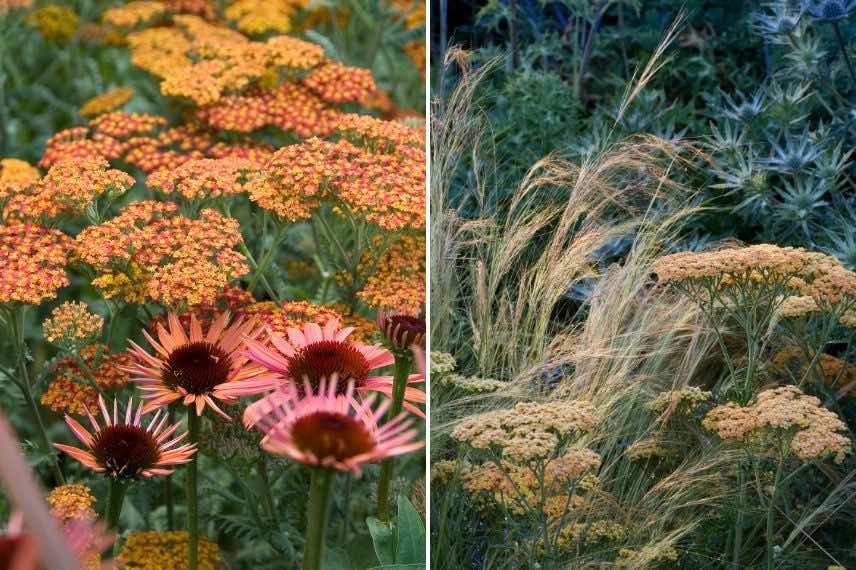 idees associations avec achillée