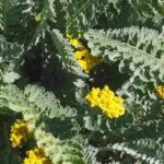 Achillées à feuillage gris : une touche raffinée et originale au jardin