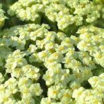 Nos achillées persistantes pour un beau jardin toute l’année