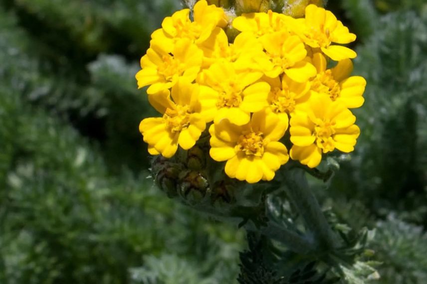 fleur jaune d'achillea tomentosa