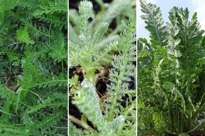 feuillages d'achillées persistantes