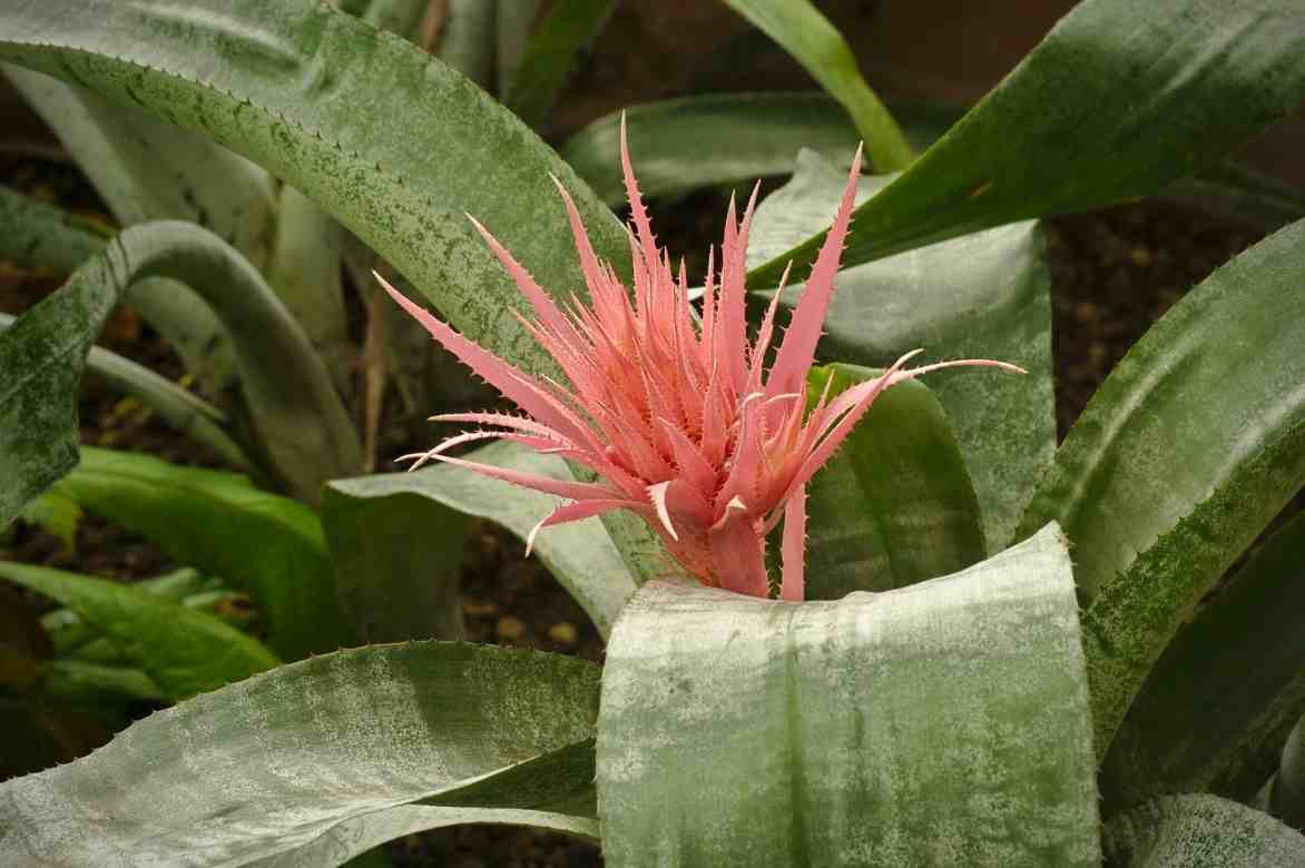 achmea culture et entretien 