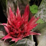 Aechmea : plantation, culture et entretien