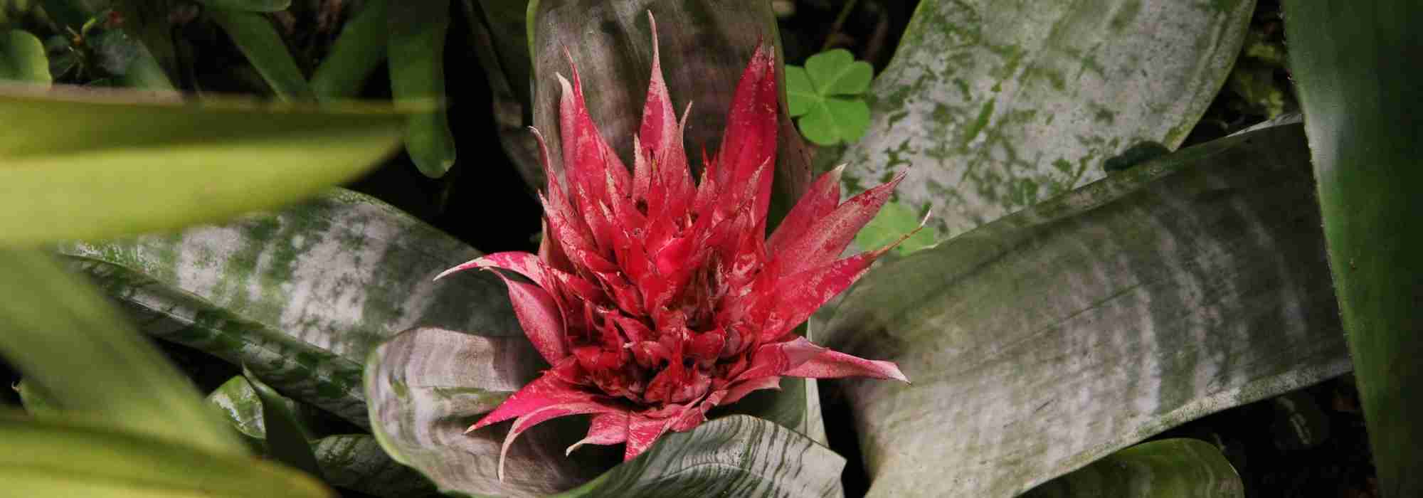 Aechmea : plantation, culture et entretien