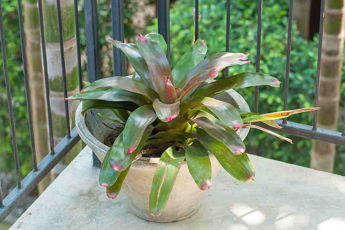 aechmea culture en pot