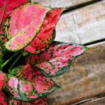 Aglaonema : plantation, culture et entretien
