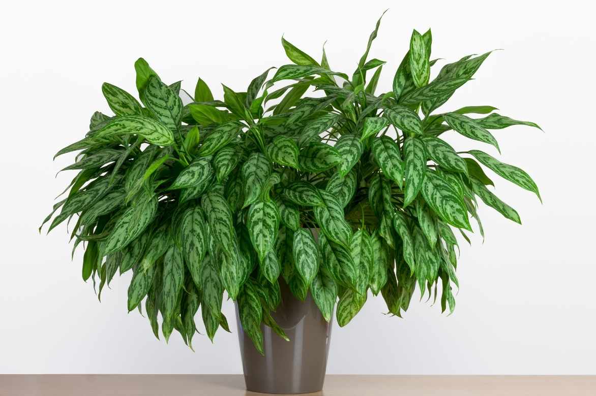 aglaonema plante d'intérieur 