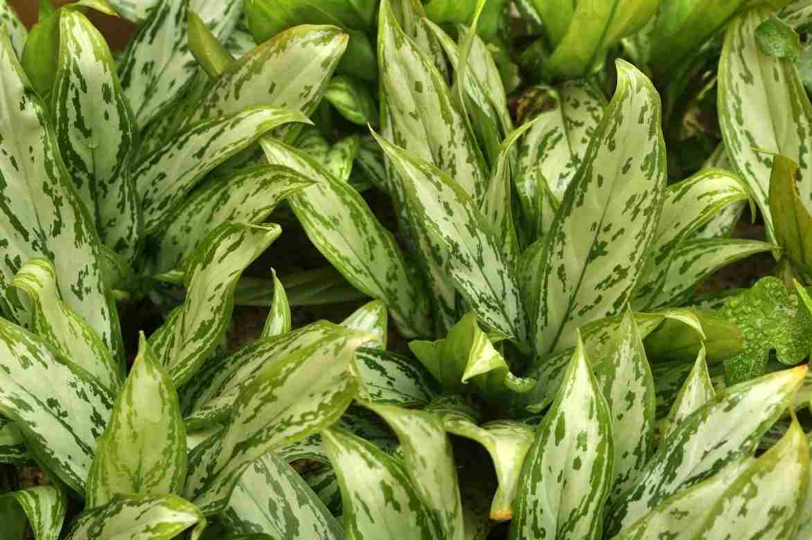 aglaonema plantation 