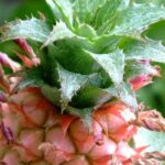 Ananas : plantation, culture et multiplication