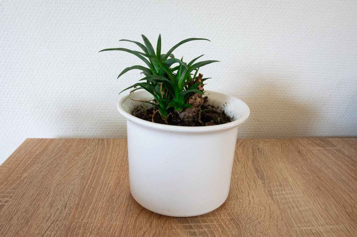 ananas plante multiplication