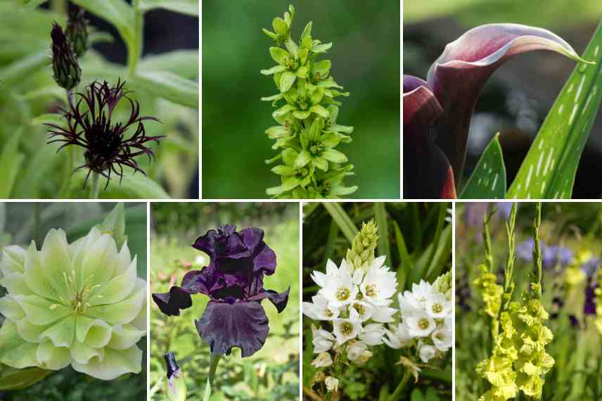 massif couleurs originales vert et noir