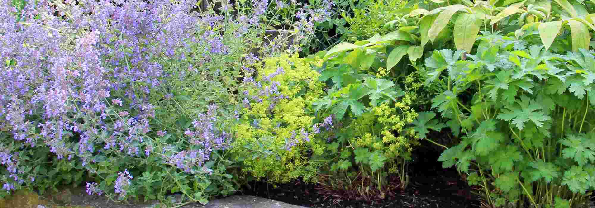 7 belles idées pour associer les vivaces à fleurs vertes