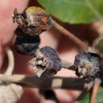 Les bactérioses des plantes : comment les traiter et les éviter ?