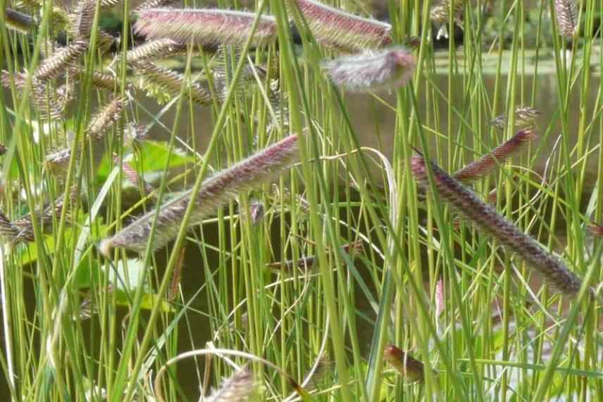 graminées petit jardin
