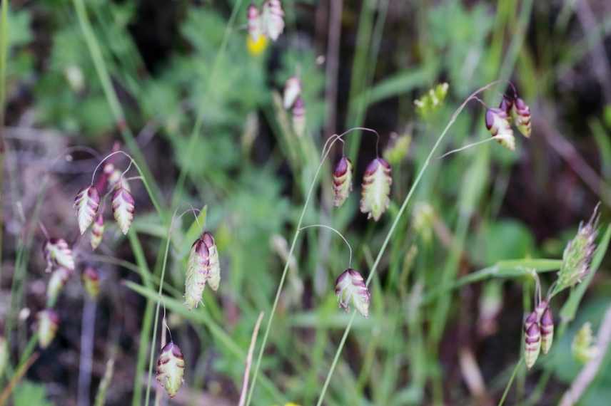 graminées pour peti jardin