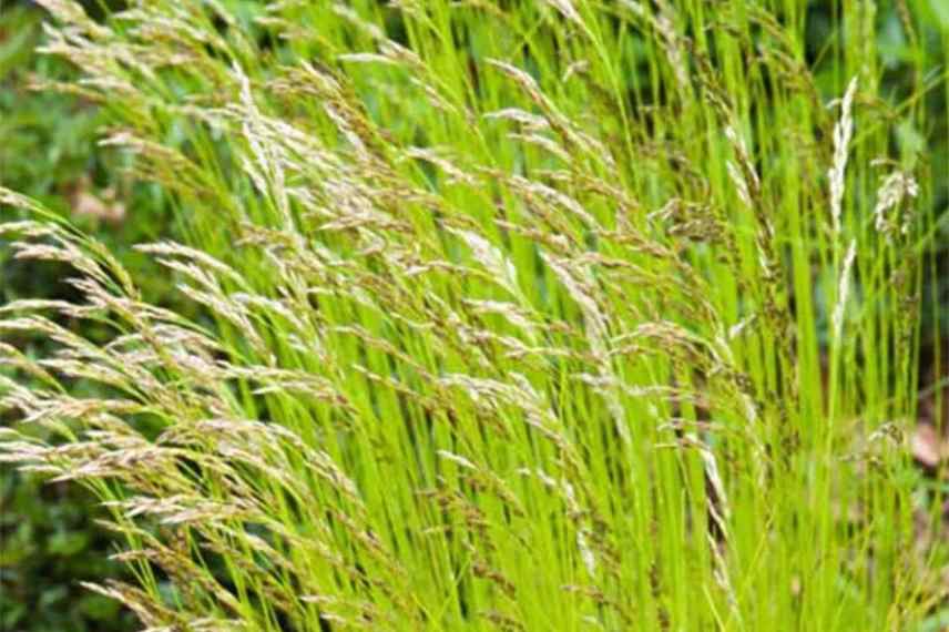 graminées dans un sol sableux