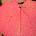 Comment bien choisir un Arbre à caramel ou Cercidiphyllum ?