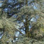 Comment bien choisir un cèdre ?