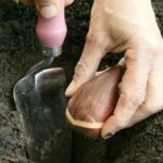 Comment planter les bulbes de printemps en pleine terre ? 