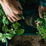 Comment planter les plantes aromatiques au jardin ?