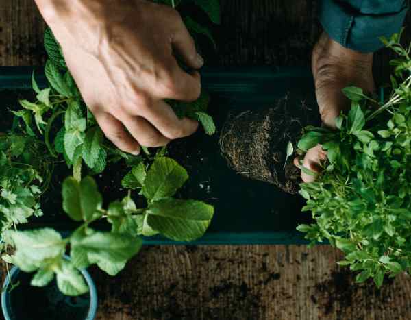 Comment planter les plantes aromatiques au jardin ?