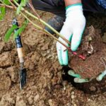 Comment planter une plante vivace ?