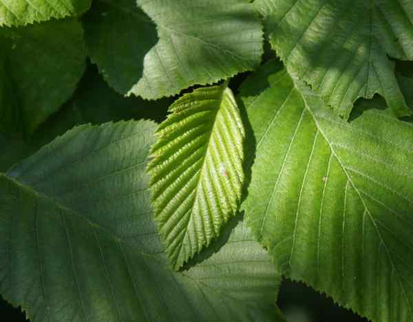 Comment tailler l'aulne ?