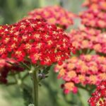 Cultiver une achillée en pot : nos conseils