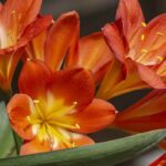 Cultiver un Clivia en intérieur