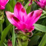 Cultiver le curcuma en pot : tous nos conseils