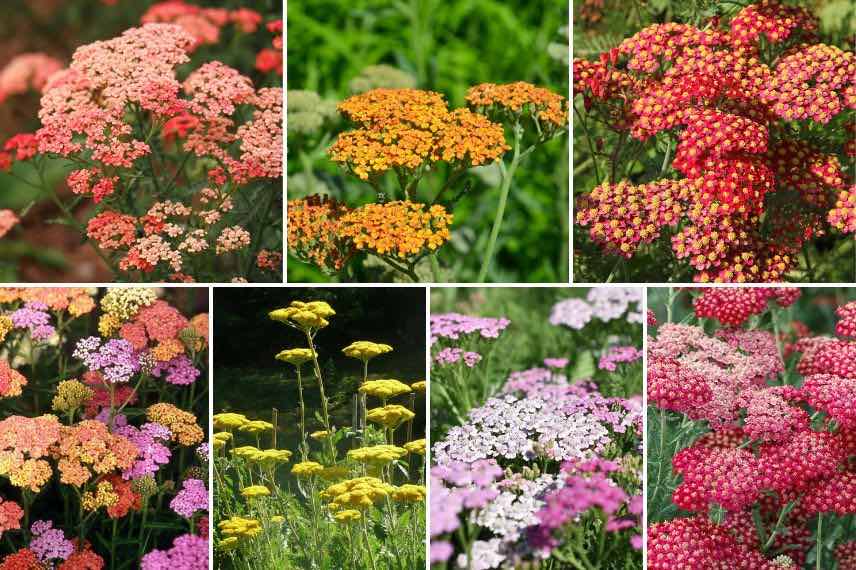 differentes floraisons d'achillées