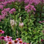 Inflorescences : tout savoir sur les différentes formes de floraison des plantes