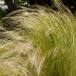Comment diviser un stipa pour réussir sa multiplication ?